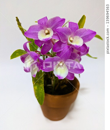 Dendrobium: Hamana Lake Kumi Dendrobium: Hamana Lake Kumi 139694563