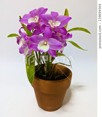 Dendrobium: Hamana Lake Kumi Dendrobium: Hamana Lake Kumi 139694564