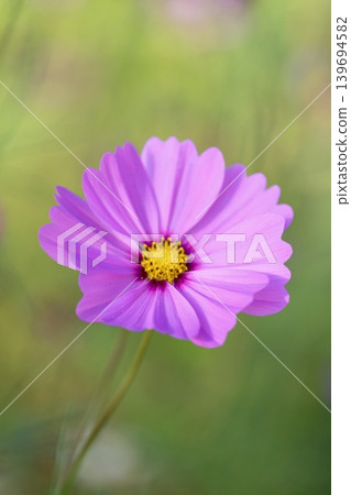 Delicate cosmos flowers swaying in the autumn breeze Delicate cosmos flowers swaying in the autumn breeze 139694582
