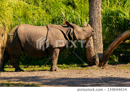 portrait of an adult rhinoceros on a sunny day in selective focus. portrait of an adult rhinoceros on a sunny day in selective focus. 139694634