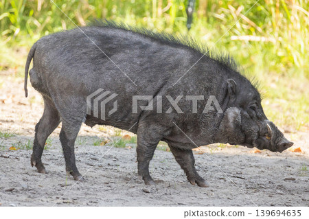 Big adult boar of Visayan warty pig Sus cebifrons Big adult boar of Visayan warty pig Sus cebifrons 139694635