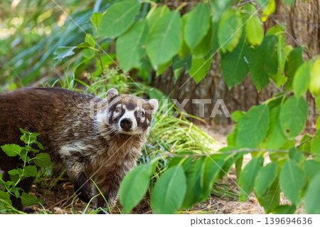 South American Coati, or Ring-tailed Coati Nasua nasua South American Coati, or Ring-tailed Coati Nasua nasua 139694636