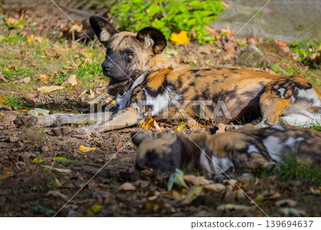 hyenas Hyaenidae mammalian family hyenas Hyaenidae mammalian family 139694637