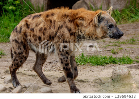 portrait of spotted hyena selective focus in detail. portrait of spotted hyena selective focus in detail. 139694638