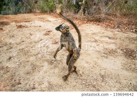 Common brown lemur (Eulemur fulvus) with orange eyes. 139694642