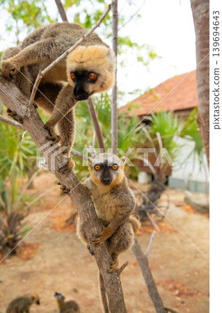 Common brown lemur (Eulemur fulvus) with orange eyes. 139694643
