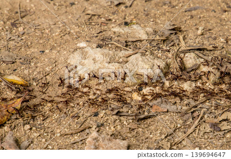 Top view of termite trails on ground. Top view of termite trails on ground. 139694647