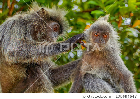 Closeup portrait of Tufted gray langur Semnopithecus priam Closeup portrait of Tufted gray langur Semnopithecus priam 139694648