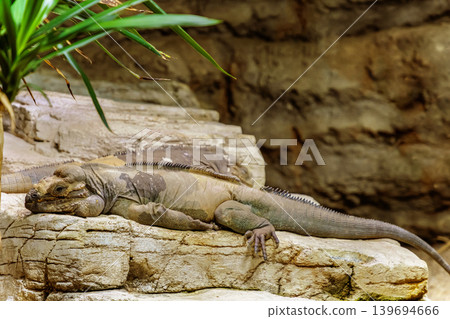 Rhinoceros Iguana. Big lizard Rhinoceros Iguana. Big lizard 139694666