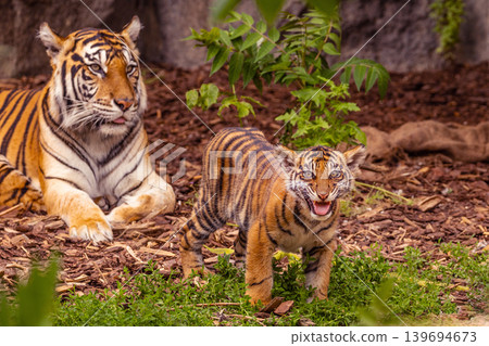 Tiger cubs playing with his mother,sumatra tiger Panthera tigris 139694673