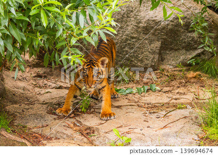 Sumatran tiger family with two little cubs 139694674