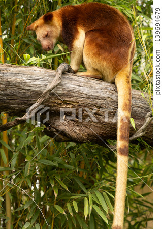Unique marsupial perched on a tree branch surrounded by lush green foliage Unique marsupial perched on a tree branch surrounded by lush green foliage 139694679