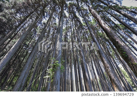 一片高大的針葉樹林 一片高大的針葉樹林 139694729