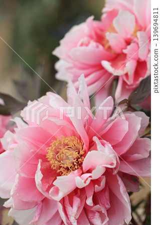 可愛的粉紅色花朵，牡丹，初夏的景象。 139694811