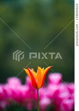 A single tulip blooms proudly, adding a touch of elegance to spring gardening. 139694820