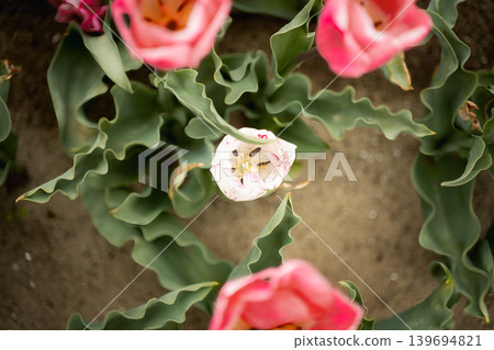 Pink tulips viewed from directly above, with a white flower blooming in the center. 139694821