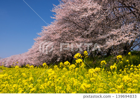 A view of the Somei Yoshino cherry tree-lined avenue and rapeseed flower fields at Yoshimi Sakura Embankment Park in Iijima Shinden, Yoshimi-machi, Hiki-gun, Saitama Prefecture, under a clear blue sky. A view of the Somei Yoshino cherry tree-lined avenue and rapeseed flower fields at Yoshimi Sakura Embankment Park in Iijima Shinden, Yoshimi-machi, Hiki-gun, Saitama Prefecture, under a clear blue sky. 139694833