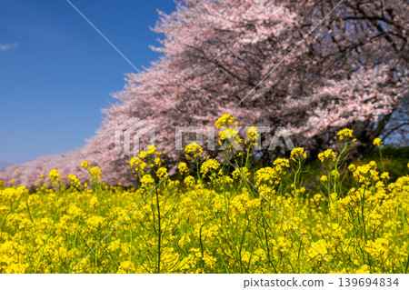 A view of the Somei Yoshino cherry tree-lined avenue and rapeseed flower fields at Yoshimi Sakura Embankment Park in Iijima Shinden, Yoshimi-machi, Hiki-gun, Saitama Prefecture, under a clear blue sky. A view of the Somei Yoshino cherry tree-lined avenue and rapeseed flower fields at Yoshimi Sakura Embankment Park in Iijima Shinden, Yoshimi-machi, Hiki-gun, Saitama Prefecture, under a clear blue sky. 139694834