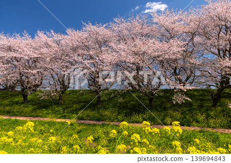 A view of the Somei Yoshino cherry tree-lined avenue and rapeseed flower fields at Yoshimi Sakura Embankment Park in Iijima Shinden, Yoshimi-machi, Hiki-gun, Saitama Prefecture, under a clear blue sky. A view of the Somei Yoshino cherry tree-lined avenue and rapeseed flower fields at Yoshimi Sakura Embankment Park in Iijima Shinden, Yoshimi-machi, Hiki-gun, Saitama Prefecture, under a clear blue sky. 139694843