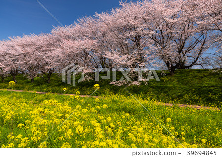 A view of the Somei Yoshino cherry tree-lined avenue and rapeseed flower fields at Yoshimi Sakura Embankment Park in Iijima Shinden, Yoshimi-machi, Hiki-gun, Saitama Prefecture, under a clear blue sky. A view of the Somei Yoshino cherry tree-lined avenue and rapeseed flower fields at Yoshimi Sakura Embankment Park in Iijima Shinden, Yoshimi-machi, Hiki-gun, Saitama Prefecture, under a clear blue sky. 139694845
