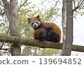 Asahiyama動物園的小熊貓 139694852
