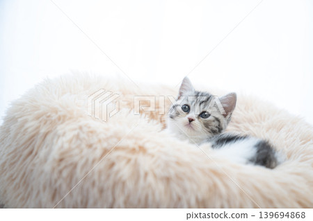 A Scottish Fold kitten against a white background. A Scottish Fold kitten against a white background. 139694868