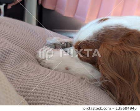 A Cavalier King Charles Spaniel sleeping on a cushion inside a mini camper van. A Cavalier King Charles Spaniel sleeping on a cushion inside a mini camper van. 139694946