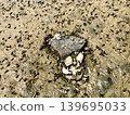 Mudflats and countless seashells: A Japanese coastal landscape after the tide has receded. 139695033