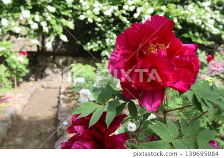 Peony flower 139695084