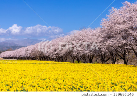 Iwai Waterfront Park, where the Higashiagatsuma Town Daffodil Festival is held, in Ueguri, Higashiagatsuma Town, Agatsuma District, Gunma Prefecture: A field of trumpet daffodils and a row of Somei Yoshino cherry trees. Iwai Waterfront Park, where the Higashiagatsuma Town Daffodil Festival is held, in Ueguri, Higashiagatsuma Town, Agatsuma District, Gunma Prefecture: A field of trumpet daffodils and a row of Somei Yoshino cherry trees. 139695146
