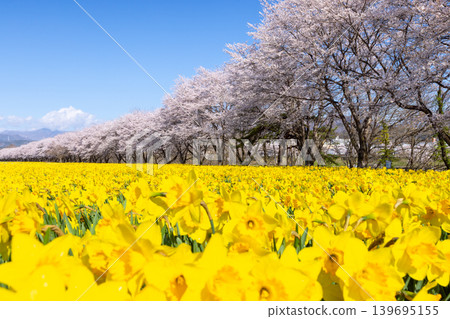 Iwai Waterfront Park, where the Higashiagatsuma Town Daffodil Festival is held, in Ueguri, Higashiagatsuma Town, Agatsuma District, Gunma Prefecture: A field of trumpet daffodils and a row of Somei Yoshino cherry trees. Iwai Waterfront Park, where the Higashiagatsuma Town Daffodil Festival is held, in Ueguri, Higashiagatsuma Town, Agatsuma District, Gunma Prefecture: A field of trumpet daffodils and a row of Somei Yoshino cherry trees. 139695155