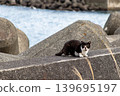 A stray cat glares at the camera on the breakwater of a fishing port. 139695197