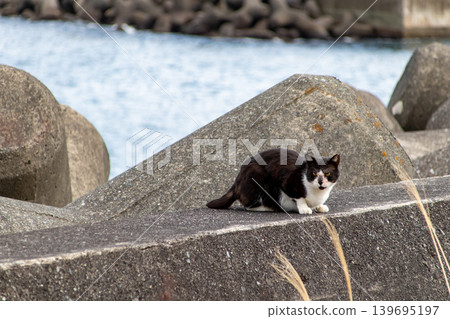 A stray cat glares at the camera on the breakwater of a fishing port. A stray cat glares at the camera on the breakwater of a fishing port. 139695197