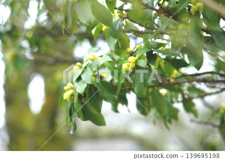 Under a cloudy sky, plants announce the arrival of early spring. Under a cloudy sky, plants announce the arrival of early spring. 139695198