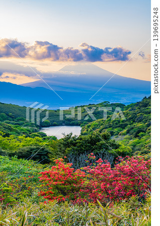 [Shizuoka Prefecture] Mount Fuji viewed from Hakone Gengake, where mountain azaleas are in full bloom, at sunset. 139695248