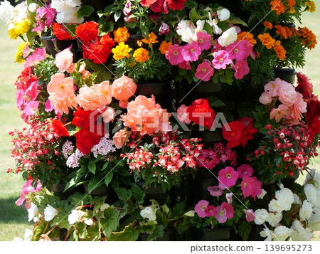 Colorful flowers 139695273