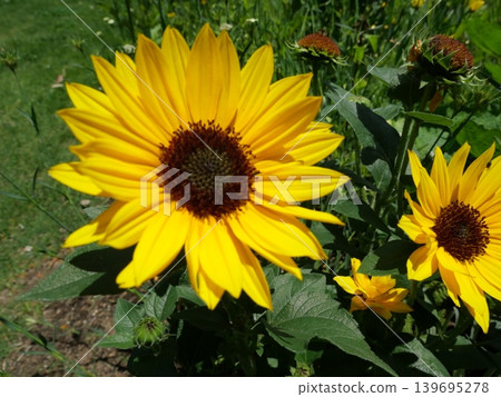 Landscape with summer flowers Landscape with summer flowers 139695278