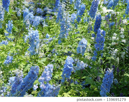 blue flower blue flower 139695279