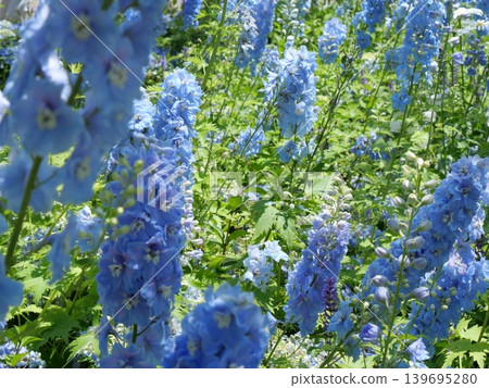 blue flower blue flower 139695280