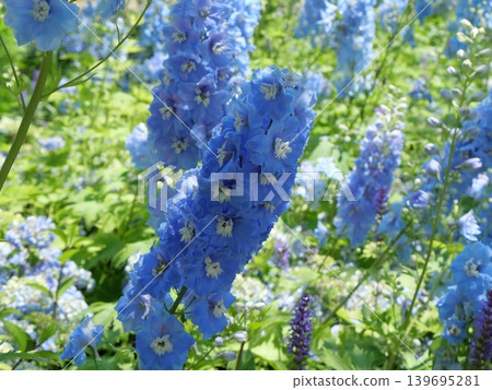 blue flower blue flower 139695281