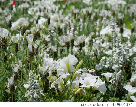 White tulip 139695374