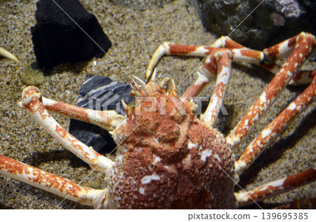 Japanese spider crab Japanese spider crab 139695385