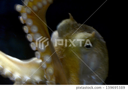 章魚 章魚 139695389