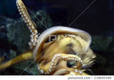 章魚 章魚 139695390