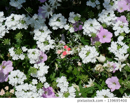 White and pink bicolored petunias blooming in the spring flowerbed 139695408