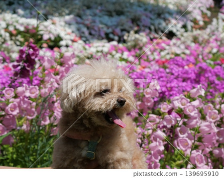 Sit down toy poodle Sit down toy poodle 139695910