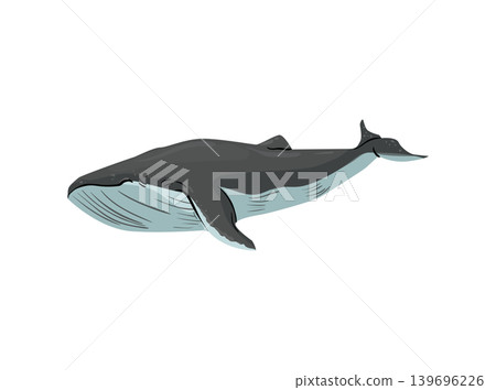 Whale Illustration Whale Illustration 139696226