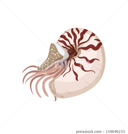 Nautilus Illustration Nautilus Illustration 139696233