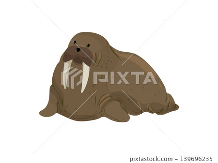 Walrus Illustration Walrus Illustration 139696235