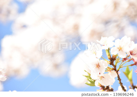 Pale pink cherry blossoms against the blue sky Pale pink cherry blossoms against the blue sky 139696246